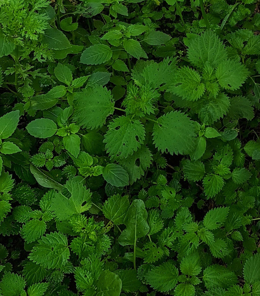 mesa saanana PAGINA 3 FOTO 2